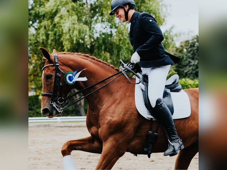 KWPN Caballo castrado 8 años 175 cm Alazán in Weesow