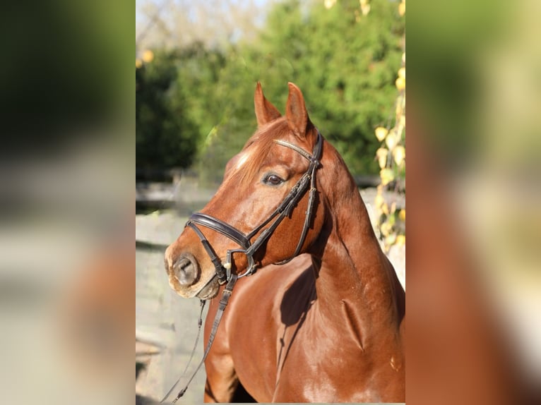 KWPN Caballo castrado 8 años 175 cm Alazán in Weesow