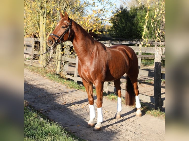 KWPN Caballo castrado 8 años 175 cm Alazán in Weesow