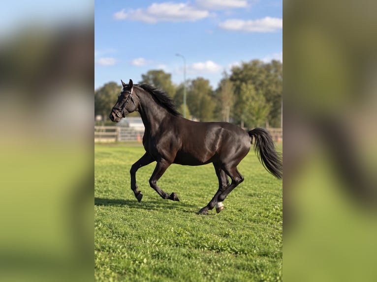 KWPN Caballo castrado 8 años 175 cm Castaño in Erm