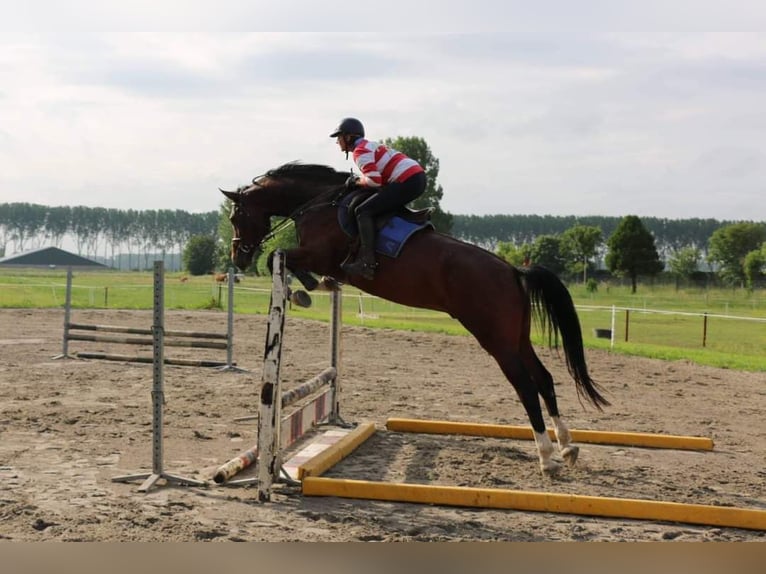 KWPN Caballo castrado 8 años 175 cm Castaño oscuro in Dreumel