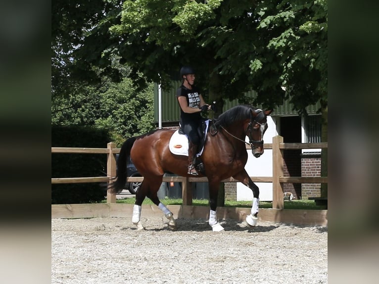 KWPN Caballo castrado 8 años 175 cm Castaño oscuro in Dreumel