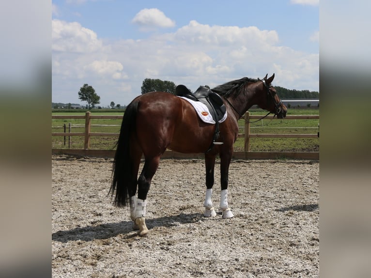 KWPN Caballo castrado 8 años 175 cm Castaño oscuro in Dreumel