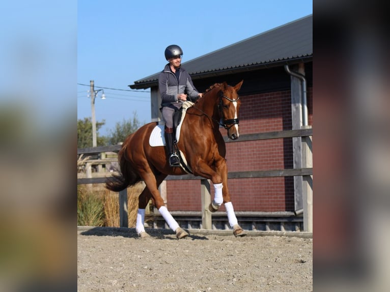 KWPN Caballo castrado 8 años 177 cm Alazán in Groot-Ammers