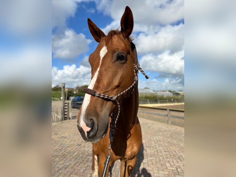 KWPN Caballo castrado 8 años 177 cm Alazán in Groot-Ammers