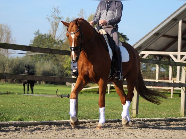 KWPN Caballo castrado 8 años 177 cm Alazán in Groot-Ammers