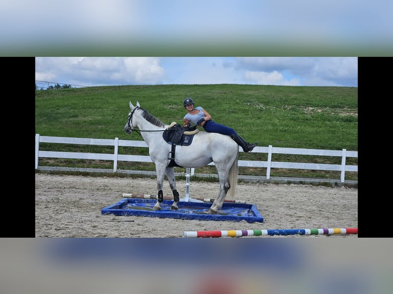 KWPN Caballo castrado 8 años 177 cm Tordo in Wyczechowo