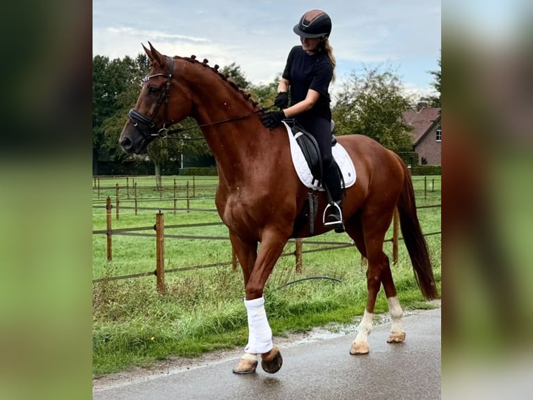 KWPN Caballo castrado 8 años 178 cm Alazán in Kaldenkirchen