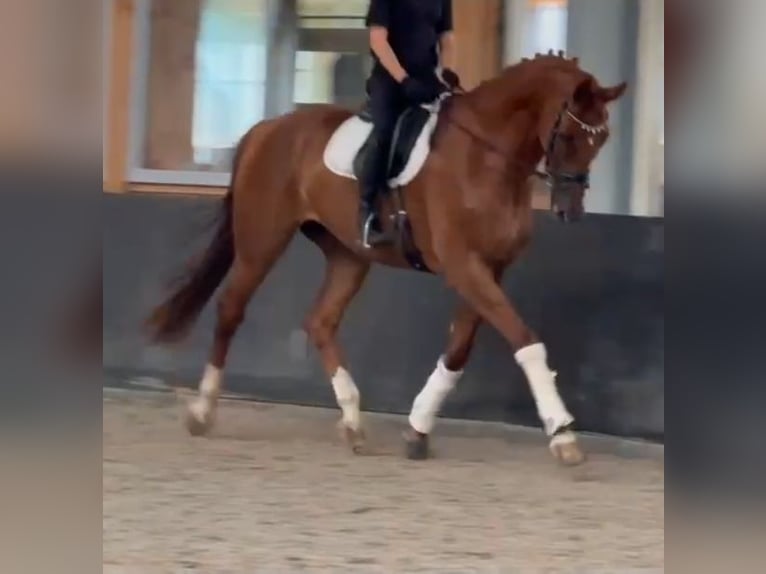 KWPN Caballo castrado 8 años 178 cm Alazán in Kaldenkirchen