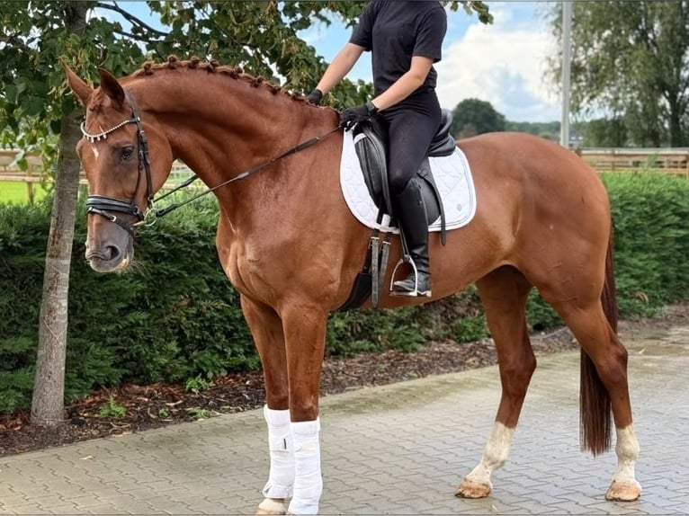 KWPN Caballo castrado 8 años 178 cm Alazán in Kaldenkirchen