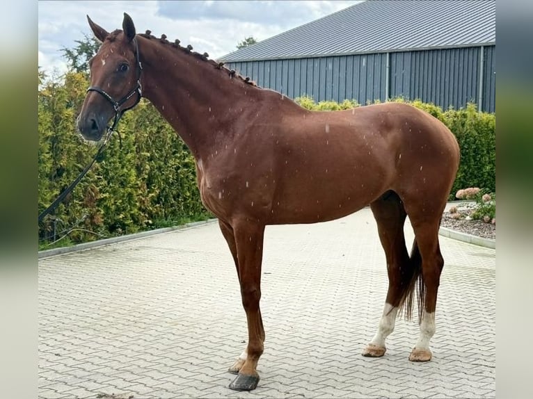 KWPN Caballo castrado 8 años 178 cm Alazán in Kaldenkirchen