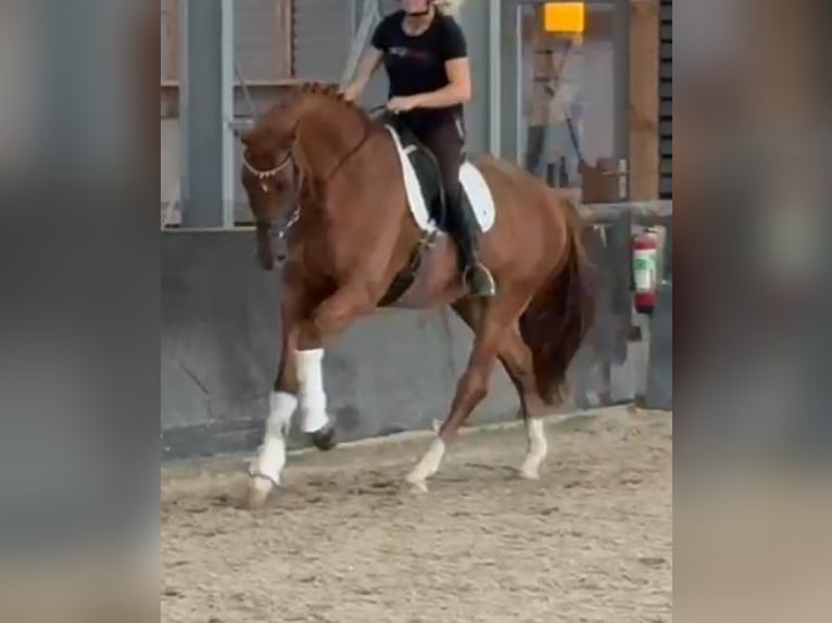 KWPN Caballo castrado 8 años 178 cm Alazán in Kaldenkirchen