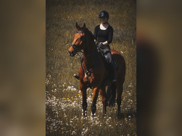 KWPN Caballo castrado 8 años 178 cm Castaño in Nettersheim