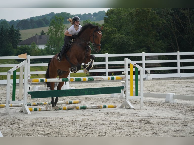 KWPN Caballo castrado 8 años 178 cm Castaño in Nettersheim