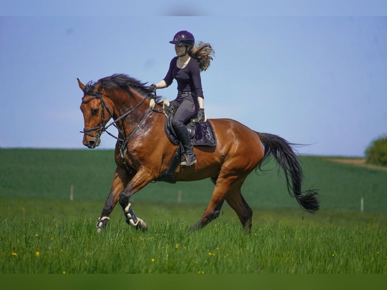 KWPN Caballo castrado 8 años 178 cm Castaño in Nettersheim