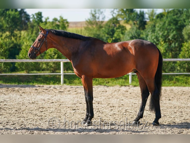 KWPN Caballo castrado 8 años 178 cm Castaño in Prag Region