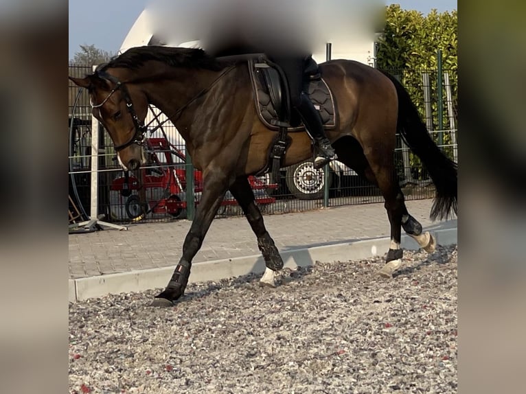 KWPN Caballo castrado 8 años 178 cm Castaño oscuro in Reusel