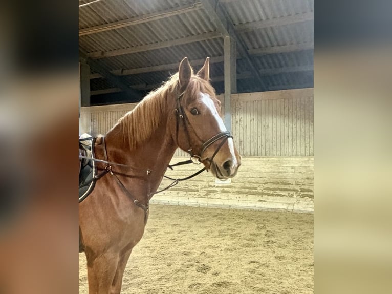 KWPN Caballo castrado 8 años 180 cm Alazán in Pelmberg