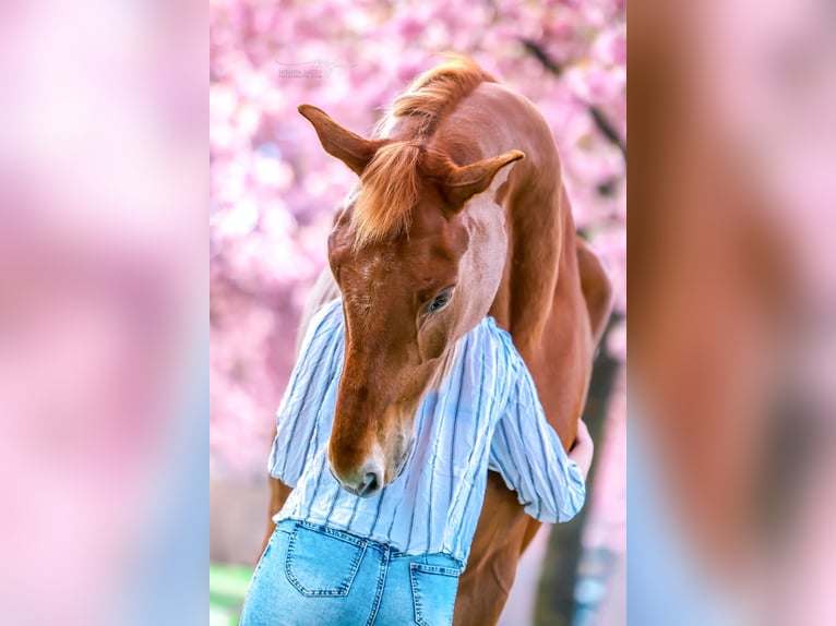 KWPN Caballo castrado 8 años 181 cm Alazán in Klein Zundert