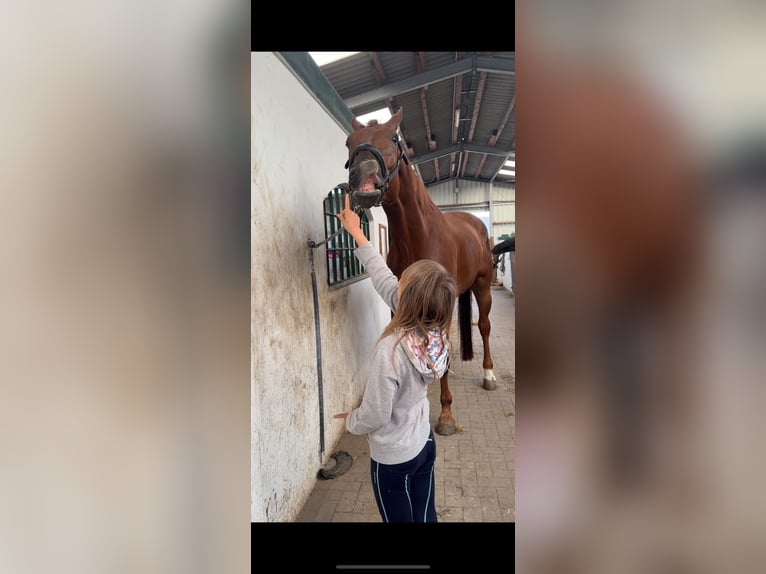 KWPN Caballo castrado 8 años 183 cm Alazán in Blekendorf