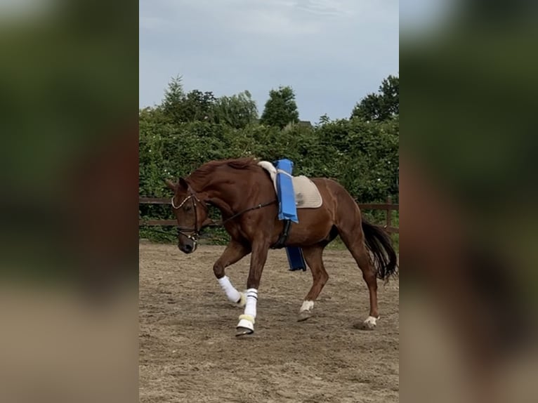 KWPN Caballo castrado 8 años 183 cm Alazán in Blekendorf