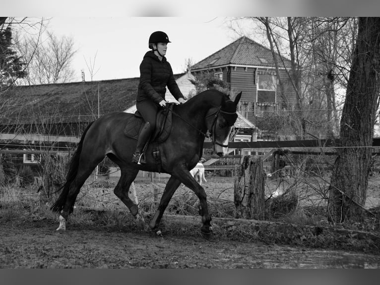 KWPN Caballo castrado 8 años 183 cm Castaño oscuro in Warder