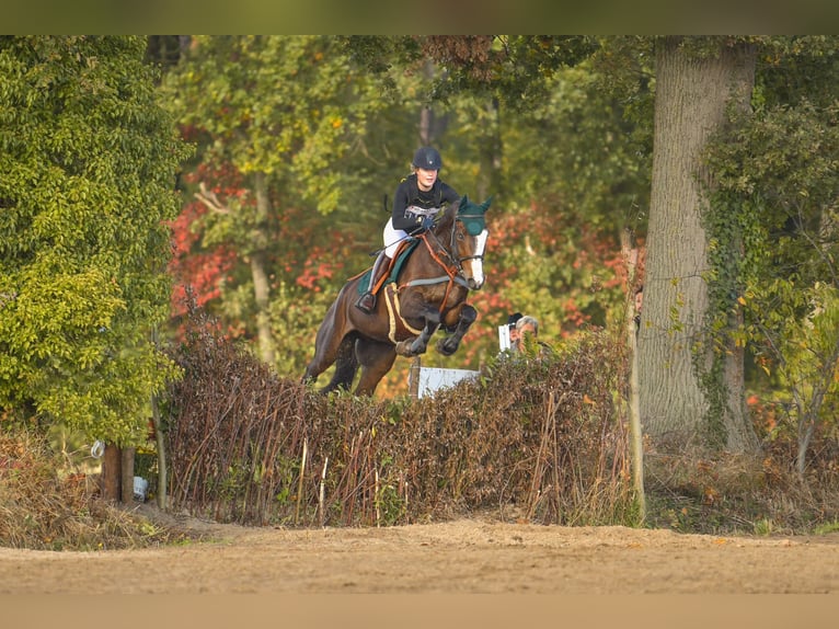 KWPN Caballo castrado 8 años 183 cm Castaño oscuro in Warder