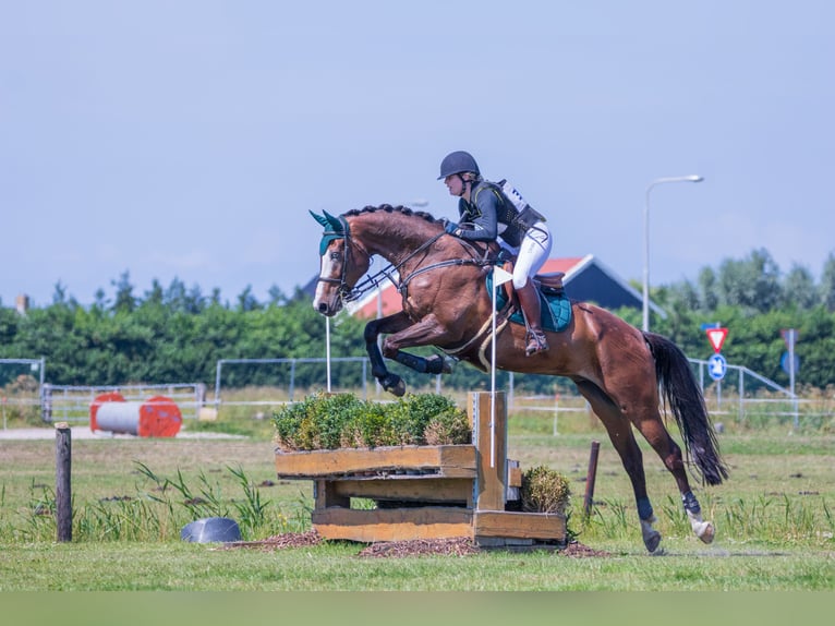 KWPN Caballo castrado 8 años 183 cm Castaño oscuro in Warder