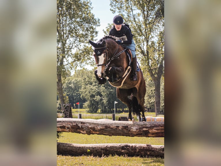 KWPN Caballo castrado 8 años 183 cm Castaño oscuro in Warder