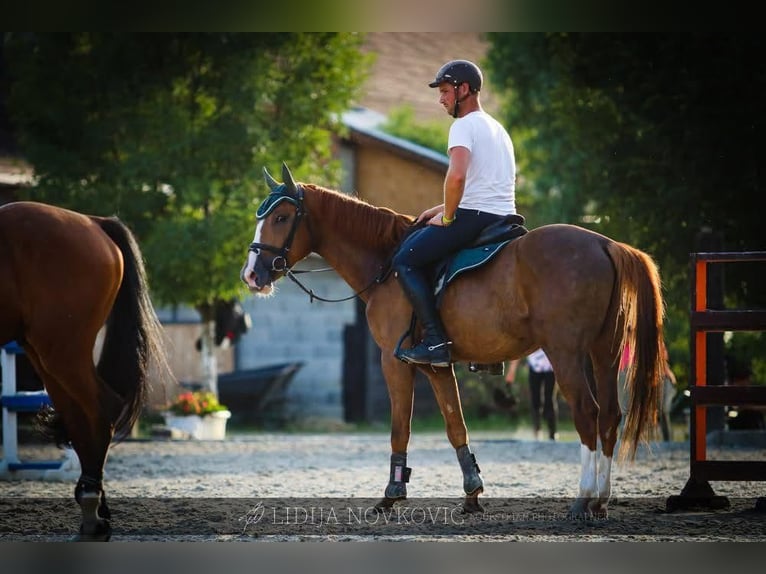 KWPN Caballo castrado 8 años Alazán-tostado in Zagreb