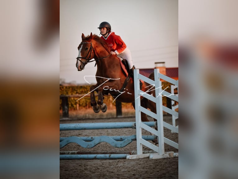 KWPN Caballo castrado 8 años Alazán-tostado in Zagreb