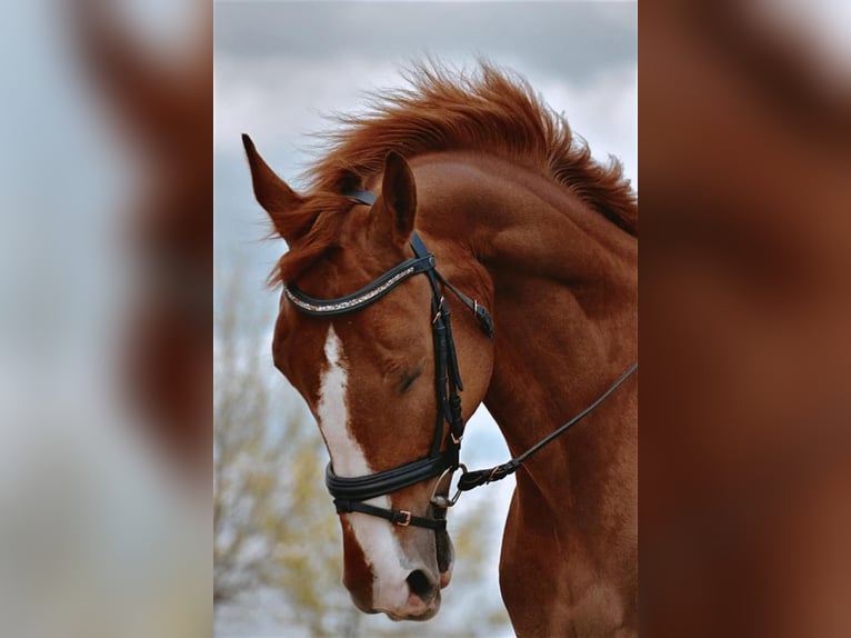 KWPN Caballo castrado 8 años Alazán-tostado in Zagreb