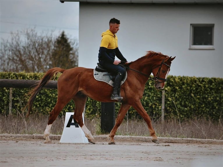 KWPN Caballo castrado 8 años Alazán-tostado in Zagreb