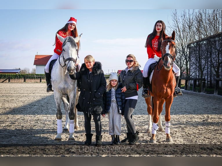 KWPN Caballo castrado 8 años Alazán-tostado in Zagreb