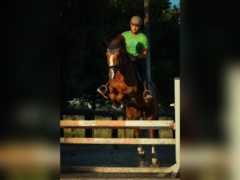 KWPN Caballo castrado 8 años Alazán-tostado in Zagreb
