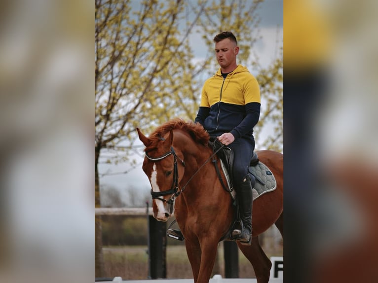 KWPN Caballo castrado 8 años Alazán-tostado in Zagreb