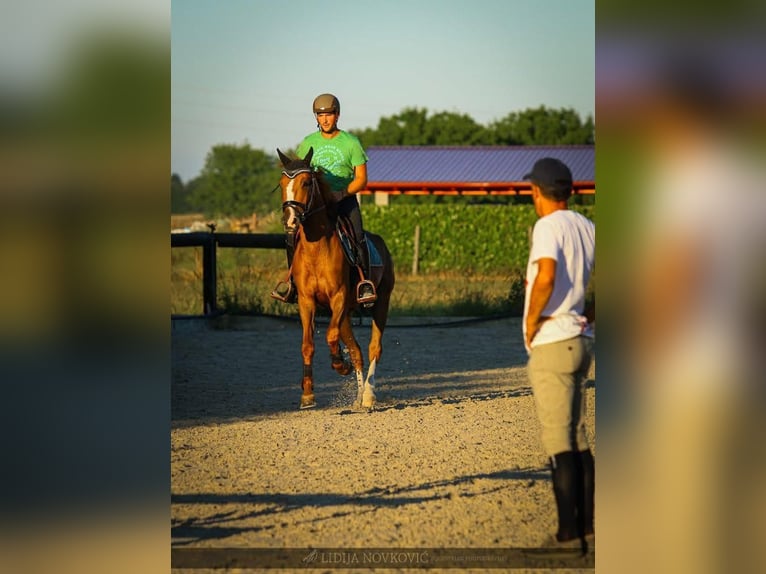 KWPN Caballo castrado 8 años Alazán-tostado in Zagreb