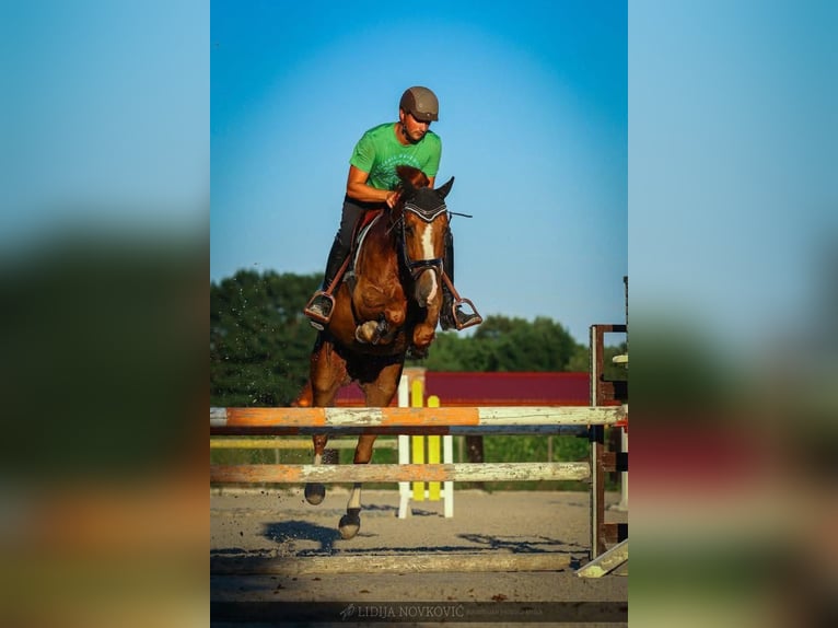 KWPN Caballo castrado 8 años Alazán-tostado in Zagreb