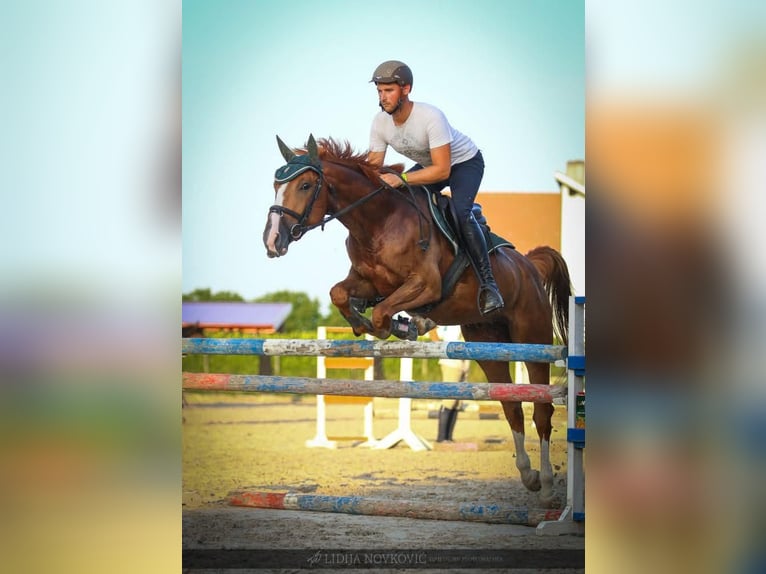 KWPN Caballo castrado 8 años Alazán-tostado in Zagreb