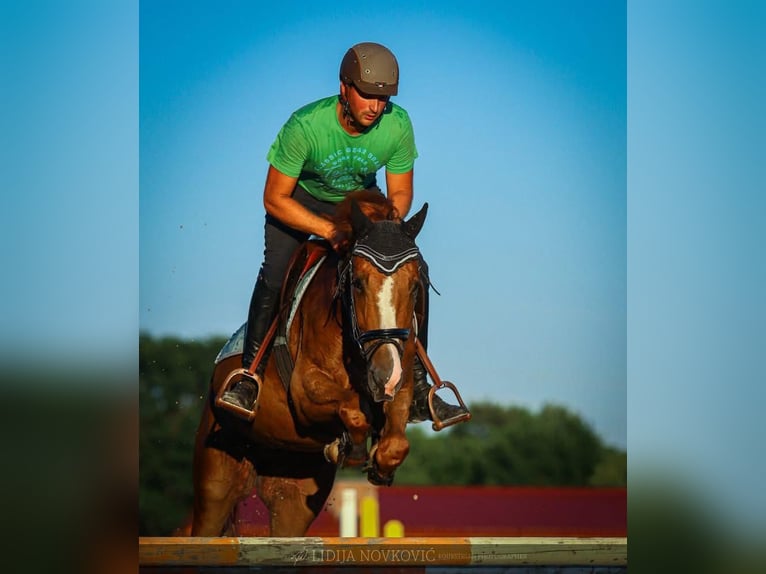 KWPN Caballo castrado 8 años Alazán-tostado in Zagreb