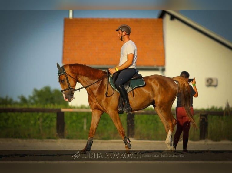 KWPN Caballo castrado 8 años Alazán-tostado in Zagreb