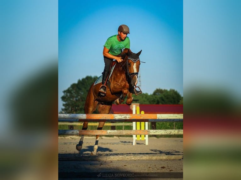 KWPN Caballo castrado 8 años Alazán-tostado in Zagreb
