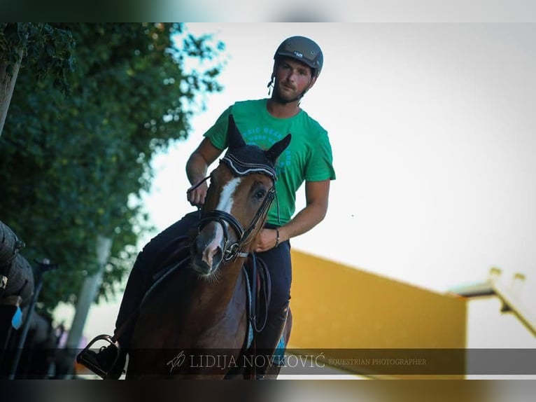 KWPN Caballo castrado 8 años Alazán-tostado in Zagreb