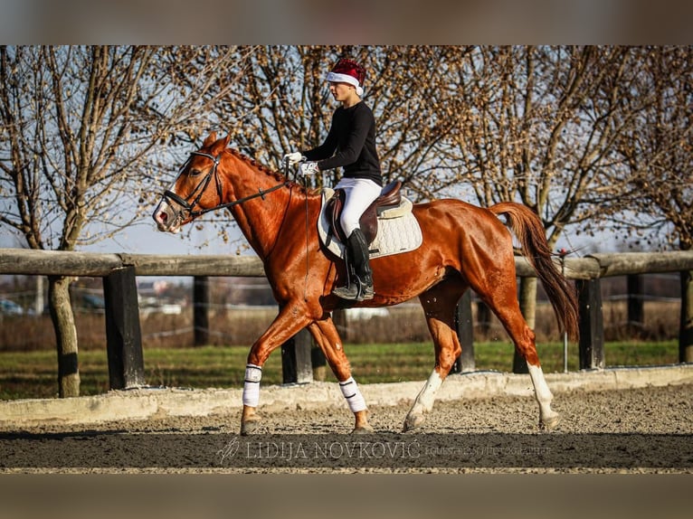 KWPN Caballo castrado 8 años Alazán-tostado in Zagreb