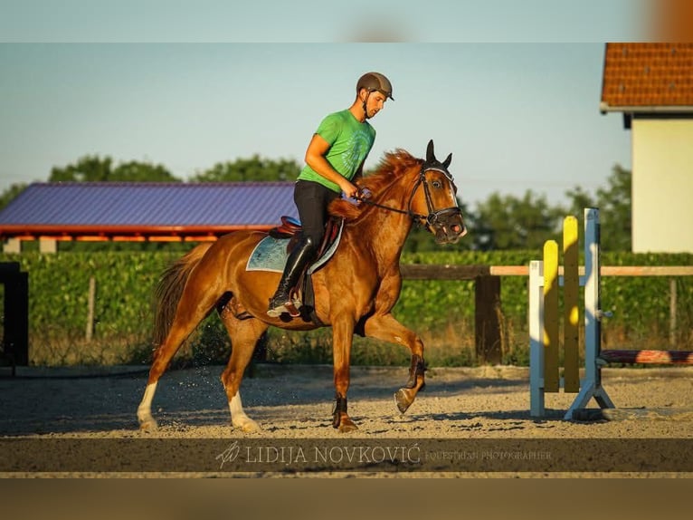 KWPN Caballo castrado 8 años Alazán-tostado in Zagreb
