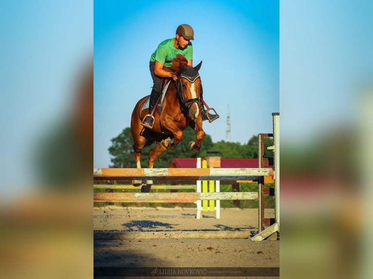 KWPN Caballo castrado 8 años Alazán-tostado in Zagreb