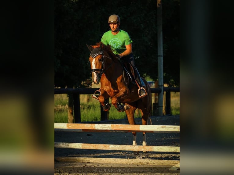 KWPN Caballo castrado 8 años Alazán-tostado in Zagreb