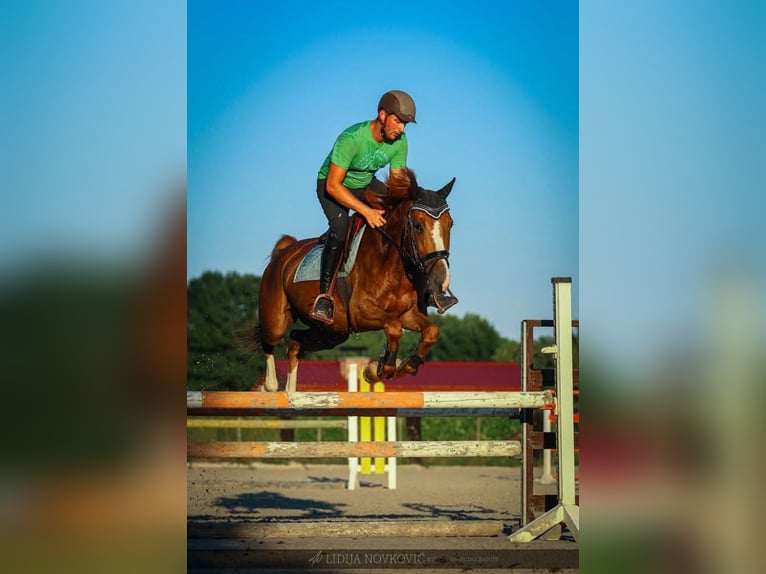 KWPN Caballo castrado 8 años Alazán-tostado in Zagreb