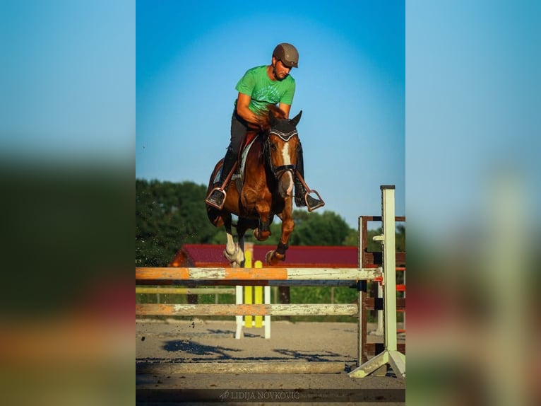 KWPN Caballo castrado 8 años Alazán-tostado in Zagreb