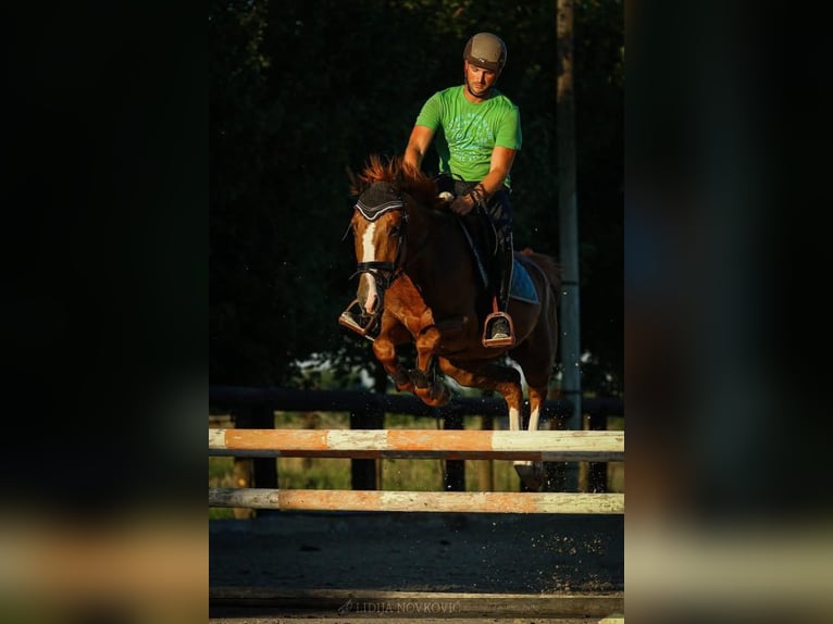 KWPN Caballo castrado 8 años Alazán-tostado in Zagreb